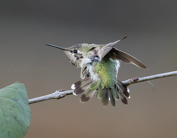 Anna's Hummingbird, Calypte anna, Columbus, Ohio, October 30, 2024 (4)