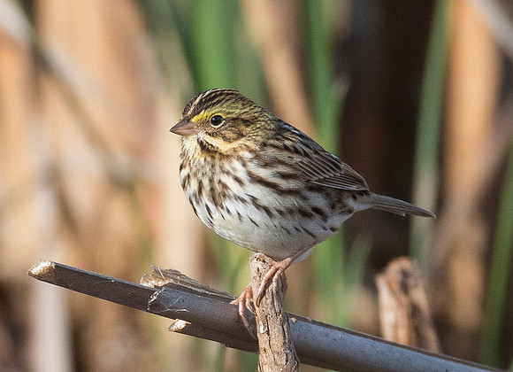 Savannah Sparrow, Passerculus sandwichensis