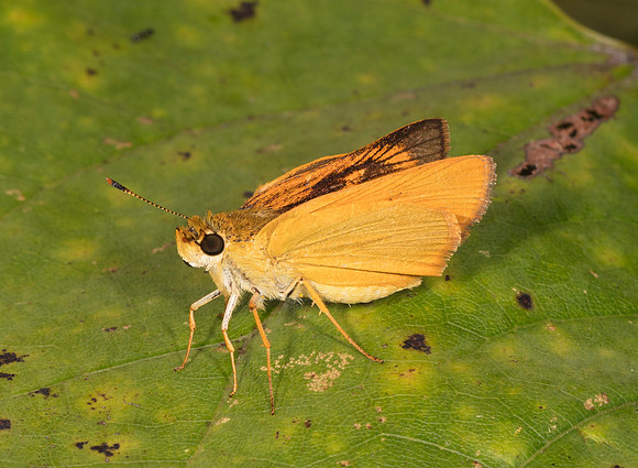 Delaware Skipper, Anatrytone logan, Adams County, Ohio, August 22, 2019