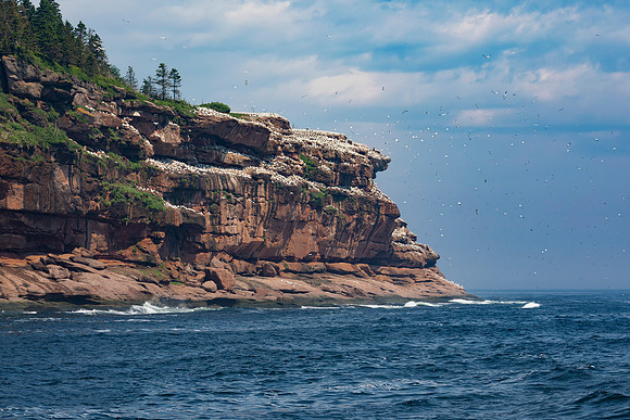 Gannet colony, Bonaventure Island, Quebec, Canada, July 3, 2018