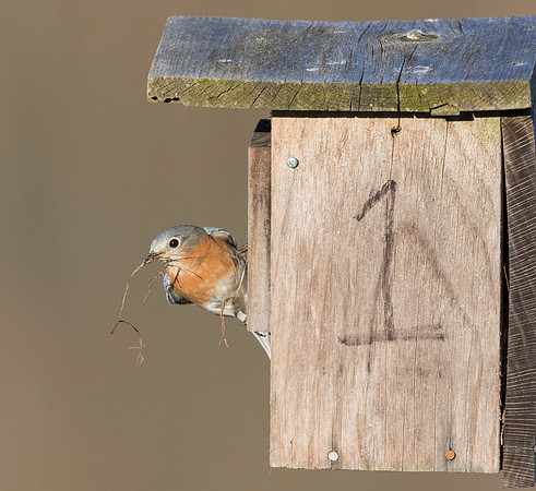 Eastern Bluebird, Sialia sialis. Medina County, Ohio, April 24, 2019
