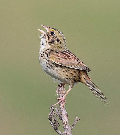 Henslow's Sparrow, Ammodramus henslowii (2)