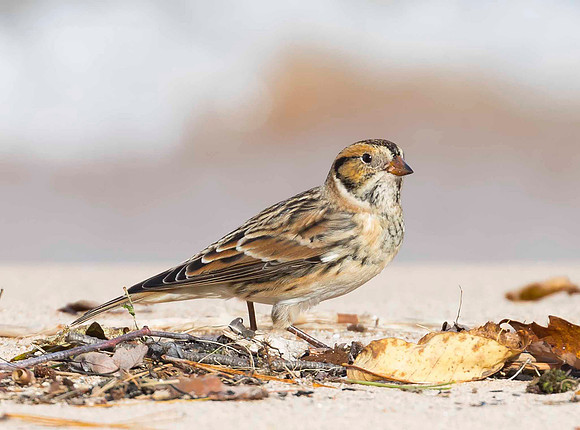 Lapland Longspur, Calcarius lapponicus