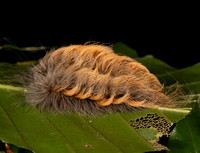 Black-waved Flannel Moth, Megalopyge crispata, Adams County, Ohio, September 8, 2020