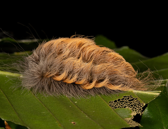 Black-waved Flannel Moth, Megalopyge crispata, Adams County, Ohio, September 8, 2020