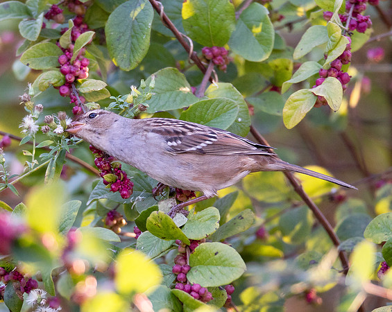 White-crowned Sparrow, Zonotrichia leucophrys, eating aster seeds, Franklin County, Ohio, November 6, 2020