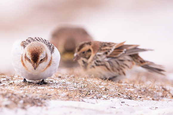 Snow Bunting, Plectrophenax nivalis, Delaware County, Ohio, February 11, 2021