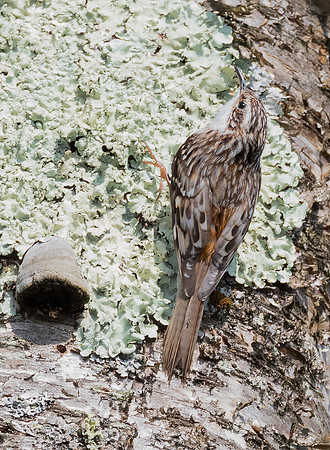 Brown Creeper, Certhia americana, West Virginia April 30, 2017