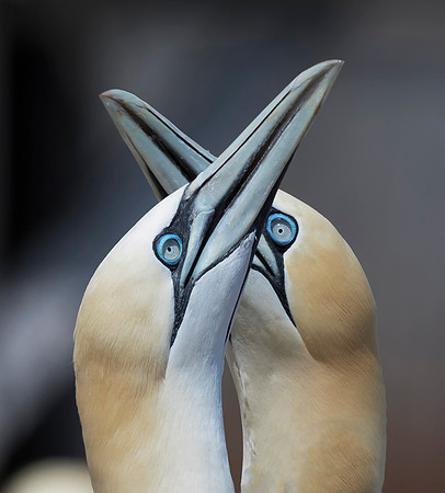 Northern Gannet, Morus bassanus, Bonaventure Island, Quebec, Canada, July 3, 2018 (5)