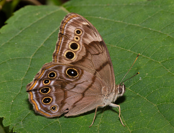 Northern Pearly-eye, Lethe anthedon, Highland County, Ohio, June 26, 2020