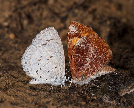 Harvester, Feniseca tarquinius, Summer Azure, Celastrina neglecta, Scioto County, Ohio, June 6, 2019