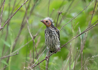 Red-winged Blackbird, Agelaius phoeniceus, fledgling, Franklin County, Ohio, June 5, 2019