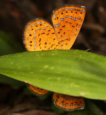 Northern Metalmark, Calephelis borealis, Edge of Appalachia Preserve, Adams County, OH June 25, 2014 (3)