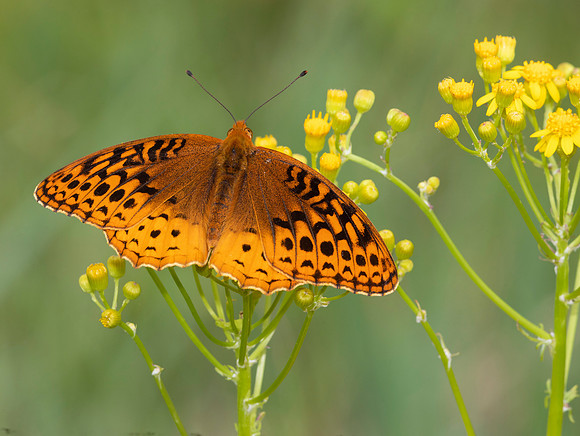Great Spangled Fritillary, Speyeria cybele, on Packera anonyma, Great Smoky Mountains, Tennessee, May 21, 2020