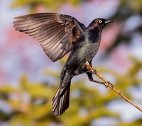 Brewers Blackbird, Euphagus cyanocephalus, Presque Isle County, Michigan, May 19, 2021 (21)