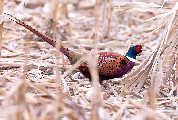 Ring-necked Pheasant, Phasianus colcichus, Hardin County, Ohio, December 8, 2020