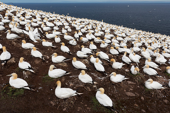 Gannet colony, Bonaventure Island, Quebec, Canada, July 3, 2018 (2)