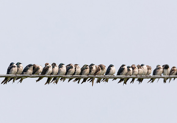 Tree Swallow, Tachycineta bicolor (3)