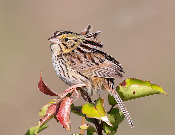 Henslow's Sparrow, Ammodramus henslowii, Franklin County, Ohio, May 31, 2020