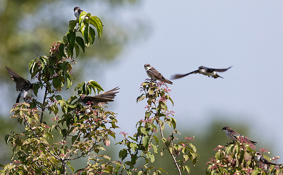 Tree Swallow, Tachycineta bicolor, eating Cornus racemosa fruit