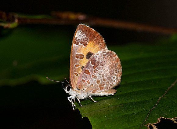 Harvester, Feniseca tarquinius, Fairfield County, Ohio, August 27, 2018