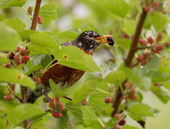 American Robin, Turdus migratorius, with White Mulberry, Franklin County, Ohio, June 5, 2019