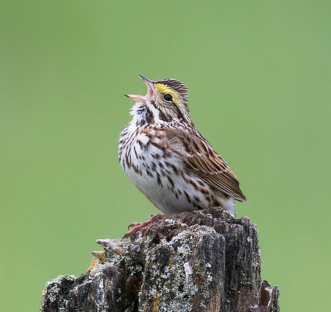 Savannah Sparrow, Passerculus sandwichensis (3)