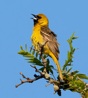 Orchard Oriole, Icterus spurius, first-year male, Franklin County, Ohio, May 31, 2020