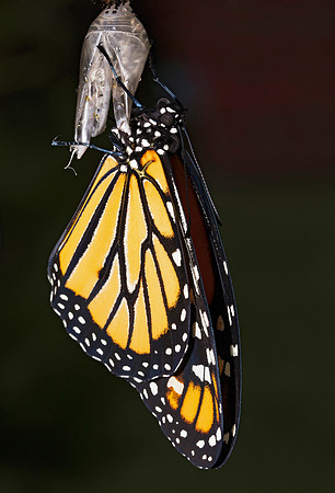 Monarch, Danaus plexippus, Franklin County, Ohio, August 1, 2018 (9)