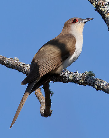 Black-billed Cuckoo, Coccyzus erythropthalmus, Pigeon River State Forest, Cheboygan Co., Michigan May 23, 2018 (5)