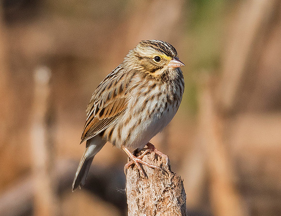 Savannah Sparrow, Passerculus sandwichensis (2)