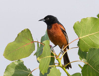 Orchard Oriole, Icterus spurius, Union County, Ohio, June 27, 2019