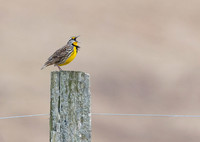 Eastern Meadowlark, Sturnella magna. Belmont County, Ohio. March 11, 2019