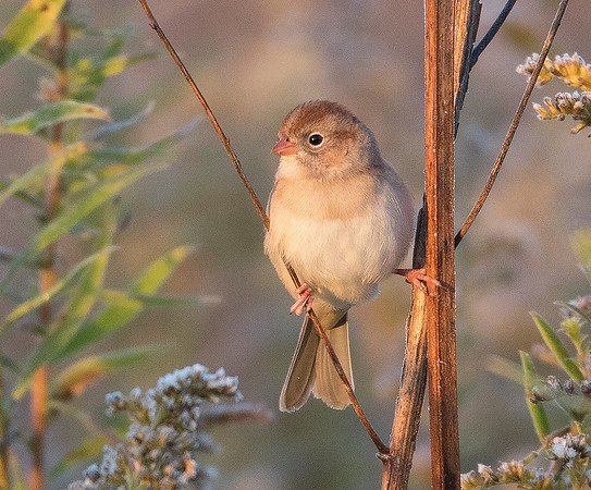 Field Sparrow, Spizella pusilla. Dawes Arboretum, Licking County, Ohio. October 18, 2019