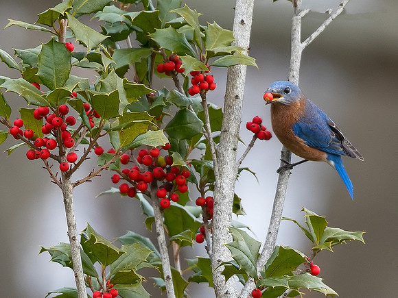 Eastern Bluebird, Sialia sialis, Licking County, Ohio, December 20, 2018