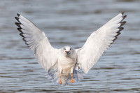 Bonaparte's Gull, Chroicocephalus philadelphia. Deer Creek, Pickaway County, Ohio. October 21, 2019