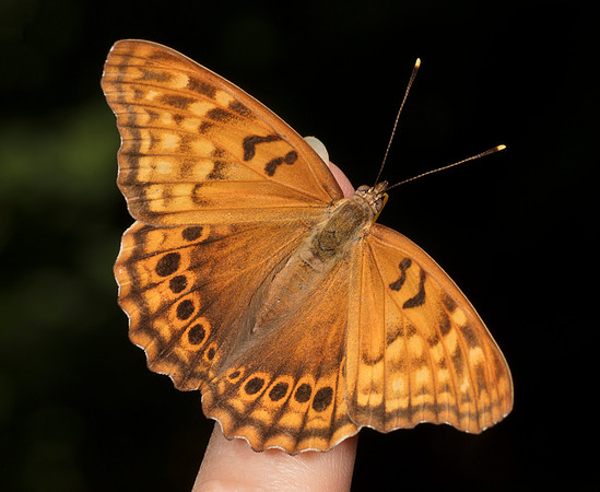 Tawny Emperor, Asterocampa clyton, Scioto County, Ohio, August 24, 2019