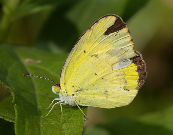 Little Yellow, Pyrisitia lisa, Marion County, Ohio, August 7, 2019