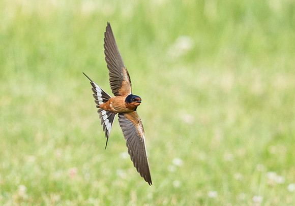Barn Swallow, Hirundo rustica. Franklin County, Ohio. June 7, 2019 (3)