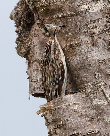 Brown Creeper, Certhia americana, at nest site, West Virginia, May 1, 2016 (2)