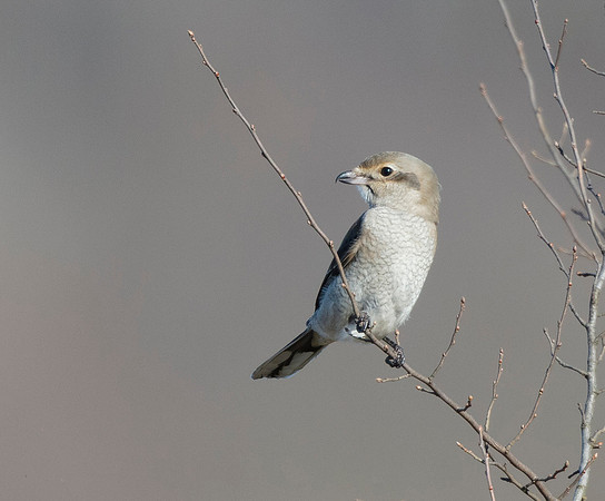 Northern Shrike, Lanius excubitor