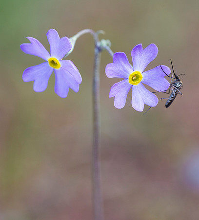 Bird's-eye Primrose, Primula mistassinica, Cheboygan County, Michigan, May 29, 2019