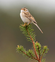Clay-colored Sparrow, Spizella pallida. Montmorency County, Michigan. May 24, 2019