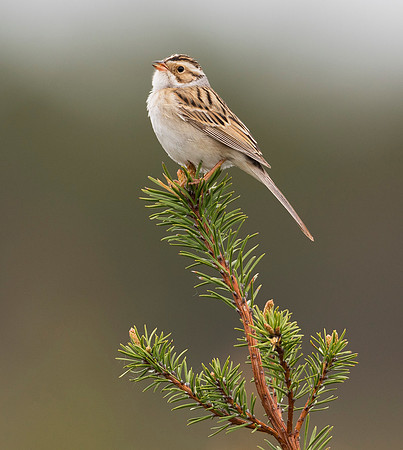 Clay-colored Sparrow, Spizella pallida. Montmorency County, Michigan. May 24, 2019